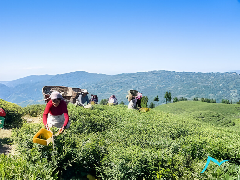 Enchanting Ilam: A Personal Exploration of Nature and Culture